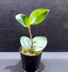ギボウシ ホスタ 水戸の華 抜き苗① - メルカリ