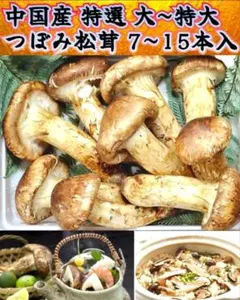中国産 L~2L特大【天然 つぼみ 松茸 約450~】 本数 3～8本 お中元