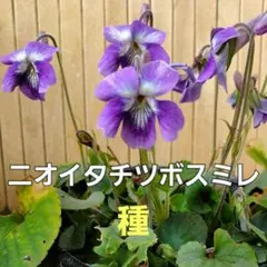 チビタ様 リクエスト 2点 まとめ商品