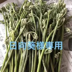 天然わらび　ネコポス