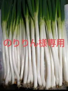 のりりん様専用