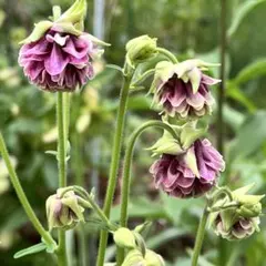 かごめ様 リクエスト 2点 まとめ商品