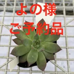 2025年最新】コロラータアウテンティカの人気アイテム - メルカリ