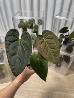 anthurium Besseae aff.PCF Ghost - メルカリ