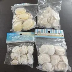 ナチュラルシェル 貝殻セット