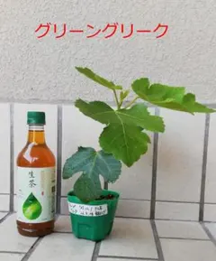 グリーングリーク☆イチジク苗木☆いちじく - メルカリ