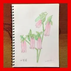 今年89歳になるおばあちゃんの鉛筆画【椿③】イラスト 絵画 色鉛筆画