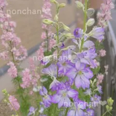 【専用】❤︎ラークスパー❤︎ブルーパープル❤︎ほか9点おまとめ