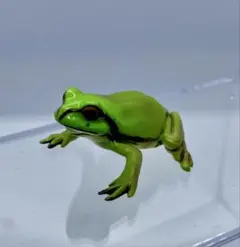 チョコエッグ 日本の動物 第１弾 ニホンアマガエル【海洋堂】