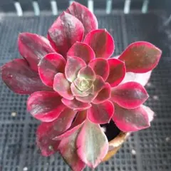 ピンクウイッチ綴化 抜き 多肉植物 - メルカリ