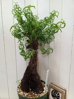 F023 超希少種発根済み メストクレマ ツベローサム 養生株 F023 超希少種発根済み 大株！メストクレマ ツベローサム 養生株 F023