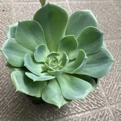 多肉植物 七福神抜き苗 - メルカリ