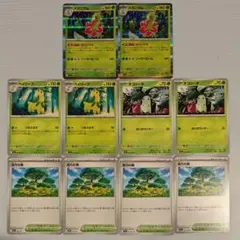 メガニウム 進化ライン 活力の森 セット