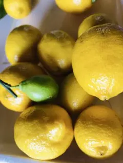 Item thumbnail for item ed0f1095-c9a4-4686-bfd3-c0785ffb1f33