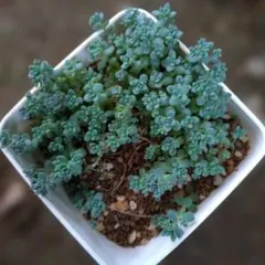 多肉植物　セダム　ダシフィルム抜き苗のサムネイル
