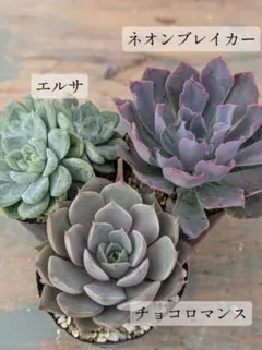 きょろ様 リクエスト 2点 まとめ商品