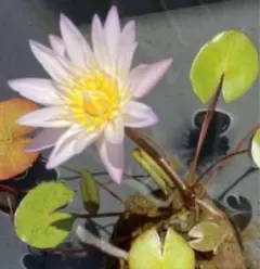 珊瑚様 リクエスト 3点 まとめ商品