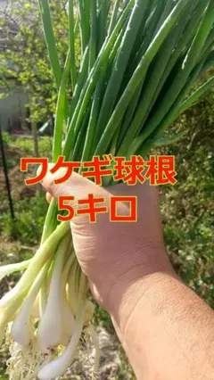 農家も始められるワケギ球根（種球）10キロ - メルカリ