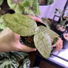 スズラン様 リクエスト 2点 まとめ商品