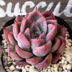 2026年最新】フロリディティの人気アイテム - メルカリ