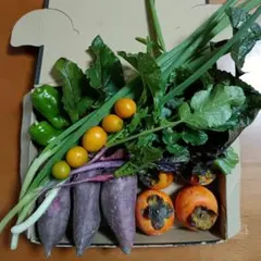 新鮮野菜セット