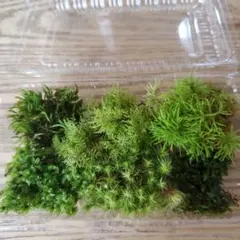 れんパパ様 リクエスト 4点 まとめ商品