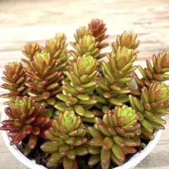 すっっごく強い‼︎70カット！モリムラマンネングサ 森村万年草 セダム