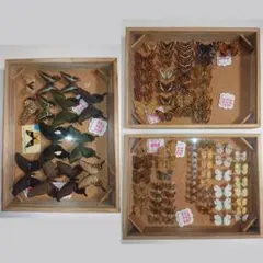 2026年最新】蝶標本 ドイツ箱の人気アイテム - メルカリ