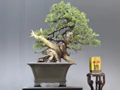 sunday様 真柏 小品盆栽 糸魚川真柏 盆栽 樹高19cm 天ジン 天シャ