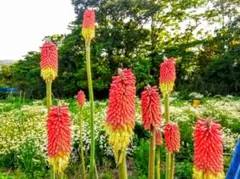 ヨシ様 リクエスト 2点 まとめ商品