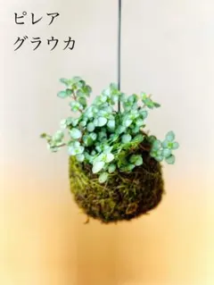 hana様専用★ピレア　グラウカの苔玉★かわいい★生々★