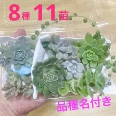 マッコス、オリビア、グリーンネックレスなどカット苗 8種11苗