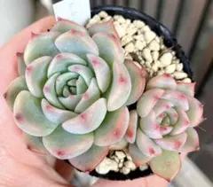 セドバン様 リクエスト 4点 まとめ商品