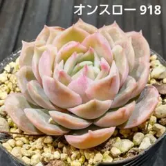 オンスロー(オウンスロー) 918 エケベリア 多肉植物 抜き苗