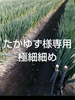 たかゆず様専用　極細細め白ネギ　長ねぎ　ねぎ　野菜