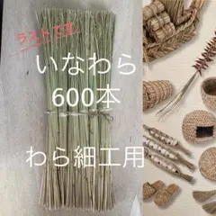 ラストです！美品でお得！[わら細工におススメです]稲わら600本セット