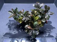 2芽❣️】Bucephalandra sp. CAKUMI - メルカリ