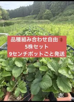 農家直送 とちおとめ 大粒いちご苗 5株セット - メルカリ