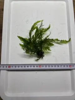 ボルビティスのサムネイル