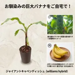 ジャイアントキャベンディッシュ （Williams Hybrid） バナナ 苗 