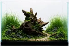 4[流木]マシンガンウッド2本☆水槽 人気商品 アクアリウム レイアウト
