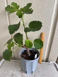 イチジク 苗木 鉢植え華麗な金嵌玉 - メルカリ