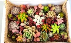 多肉植物詰め合わせ③ カット苗セット ちまちま寄せにも