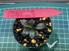 s*s様 ブセファランドラ spラマンダウ複数株セット - メルカリ