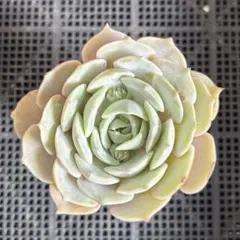 ａｚｕｋｉ様 リクエスト 2点 まとめ商品