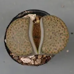 よしくん様 リクエスト 2点 まとめ商品