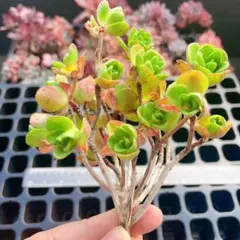 A Megumi様 リクエスト 4点 まとめ商品