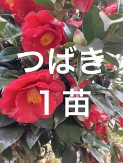 nanacari様 リクエスト 2点 まとめ商品
