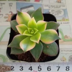 ポノポノ様 リクエスト 2点 まとめ商品