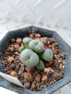 うずら様 リクエスト 3点 まとめ商品